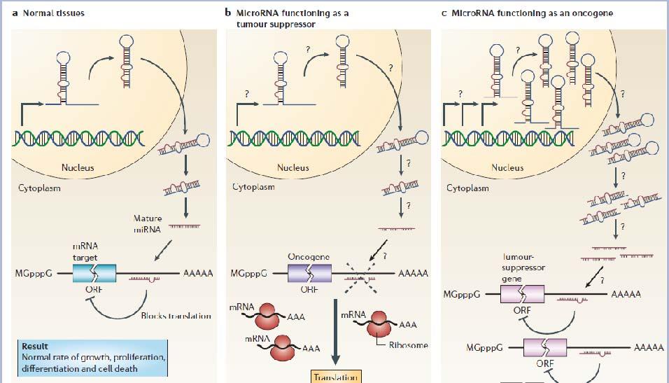 micrornas & cancer mirnas can function as tumour suppressors and oncogenes, and they are therefore referred to as oncomirs.