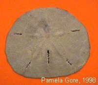 Modern sand dollar with its tiny spines still attached. ECHINODERMATA CLASS ECHINOIDEA Morphology The test of a typical echinoid is hemispherical in shape.