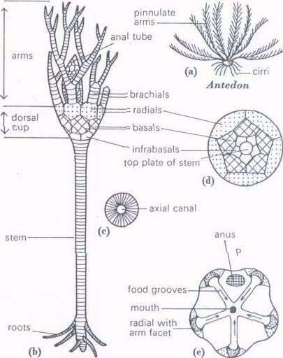Class Crinoidea Morphology In living crinoids, the bulk of the soft body is contained in the calyx.