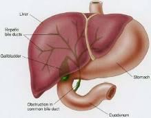 specific to liver (found in heart, muscle, RBCs) Alkaline phosphatase Enzyme found in liver cells & cells lining bile ducts