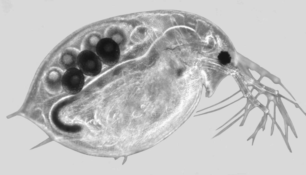 Answer ALL questions 1. (a) The photograph below shows Daphnia (a water flea). It is a small animal that lives in freshwater. Heart M. I. Walker/Science Photo Library Magnification 25 Daphnia has a heart which pumps fluid around its body.