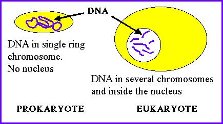 Eukaryotic Cell What is a eukaryote? (YOU are a eukaryote!) Have membrane bound organelles (specialized organ-like structures). Genetic material is found in a nucleus.