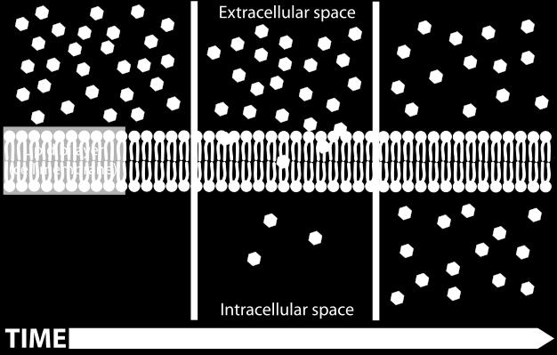 TWO Types of Transport Through a Cell Membrane 1. Passive Transport the movement of molecules through a cell membrane without the expenditure of energy. 2.
