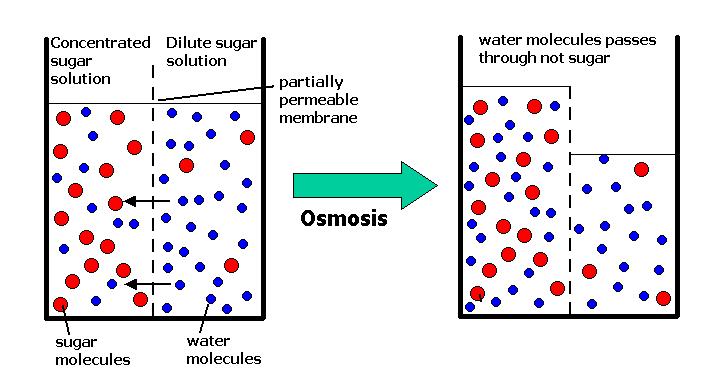 Osmosis: an example of facilitated diffusion OSMOSIS Water passes through cell membranes rapidly.