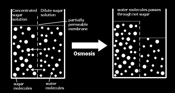 Types of Solutions A hypertonic solution is one in which the solute concentration is HIGHER in the solution than in the cell. Water will move out of the cell.
