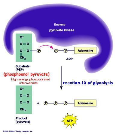 A small amount of ATP is formed in glycolysis and the citric