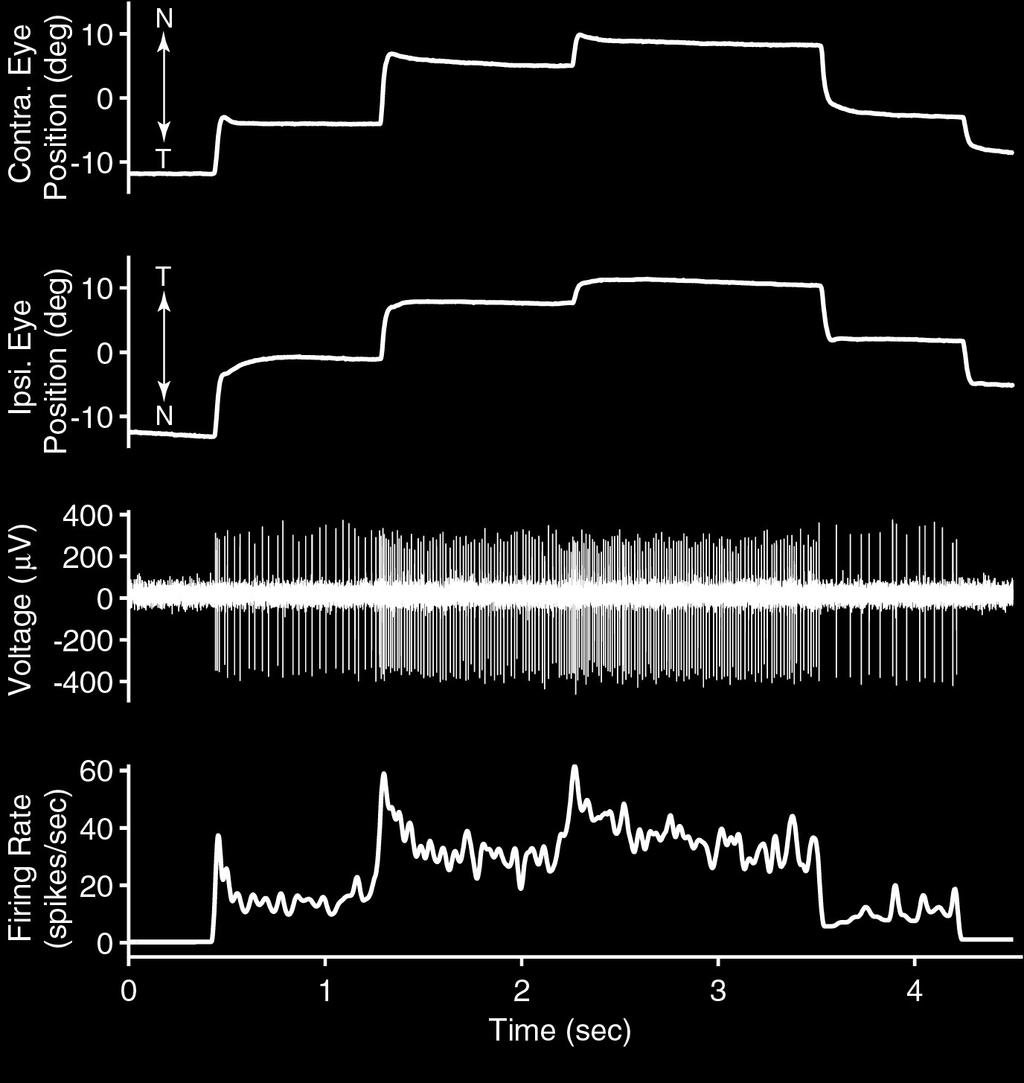 Neural Recording from the Oculomotor Integrator persistent
