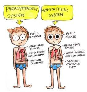 ParasymPathetic Nervous