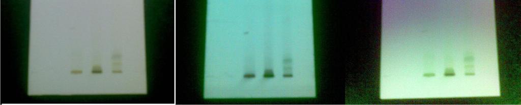 from HPTLC finger print scanned at wavelength 420 nm for alcoholic extract of Pisonia aculeata leaf.