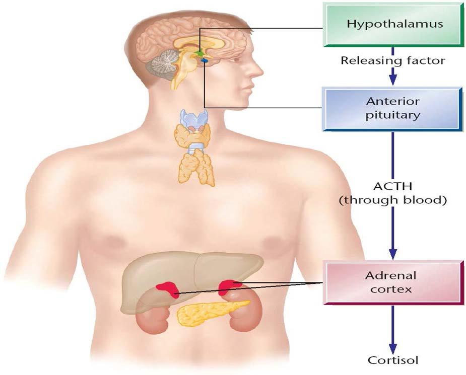 The Hypothalamic-pituitary-adrenal (HPA) Axis The HPA axis is a feedback loop by which signals from the brain trigger the release of hormones needed to respond
