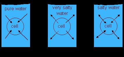(to see how the water moves in or out of the plant 0ssue) - High concentra0on of sugar in solu0on = water moves out of potato cells into the solu0on. Potato gets smaller.