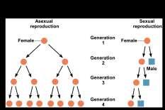 Advantage of sex Reproductive cycles Sex generates variation and removes