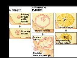 mature egg, is a prolonged process Immature eggs form in the female embryo All four products of meiosis develop into sperm while only one of the four becomes an egg Spermatogenesis occurs