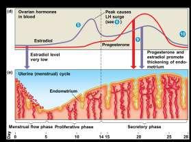 GnRH then FSH and LH stimulates follicle growth Ovarian Cycle