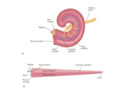 (vibrations cause rippling in the fluid) Organ of corti = basilar membrane and tectorial membrane Cilia = top of