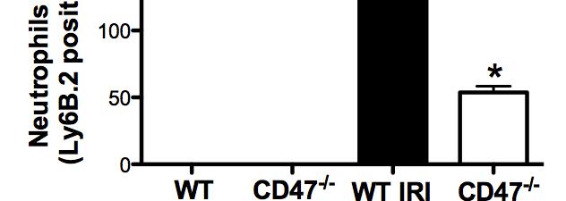 Absent CD47 reduces