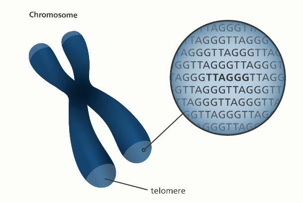 Copy Number Alterations and Telomere
