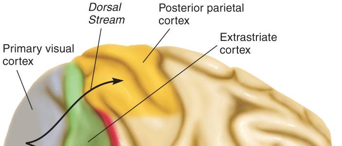 Perceptual Learning The ventral stream involved with object recognition, continues