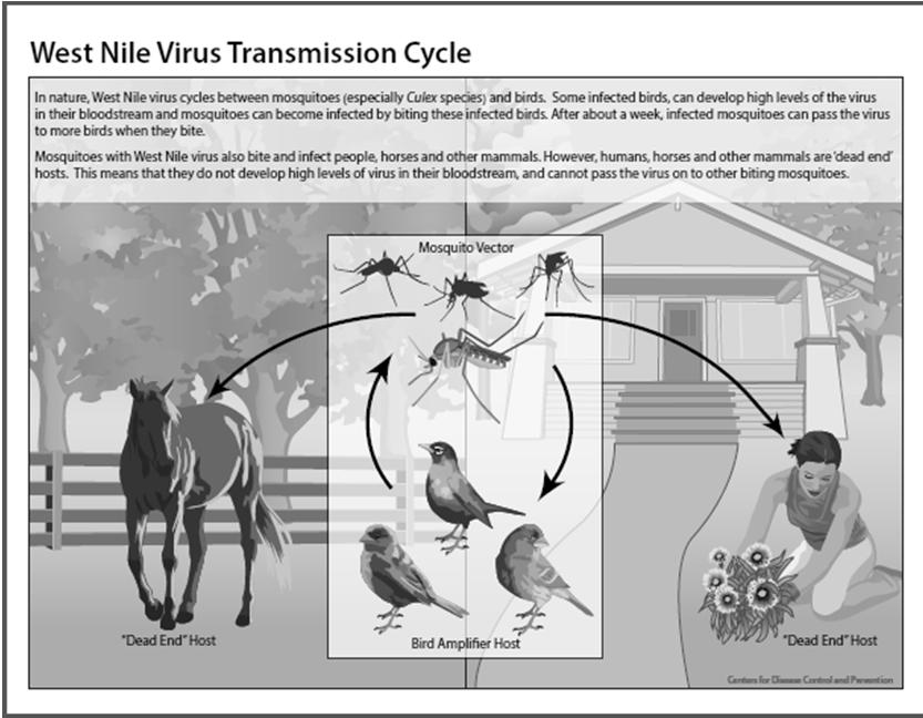 Transmission Cycle Boiled Down WNV/EEE Aedes