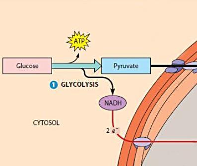 In eukaryotes, pyruvate enters the mitochondrion and is oxidized to a compound called acetyl CoA, which enters the