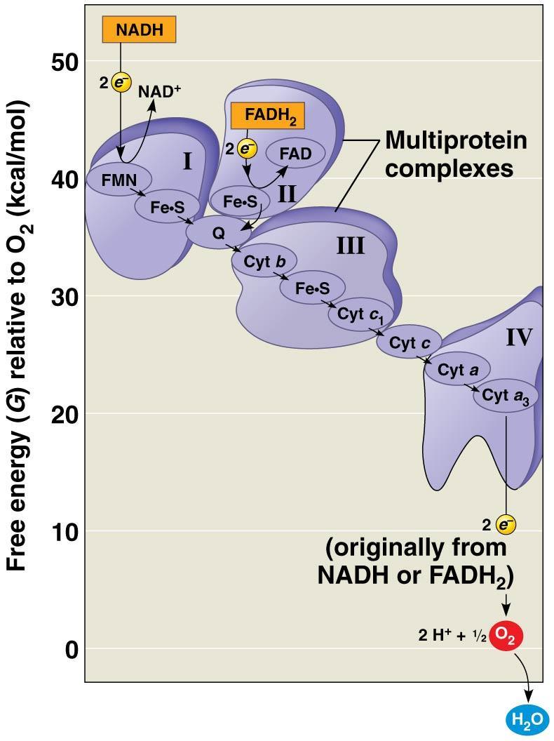 Catabolic pathways yield energy by oxidizing organic fuels 9.1 The fall of electrons during respiration is stepwise, via NAD+ and an electron transport chain.