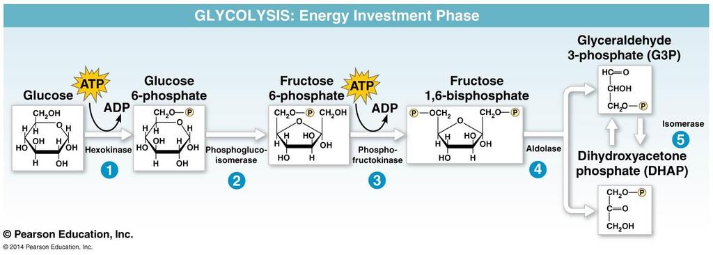 Life is Work 1. In the energy investment phase, the cell spends ATP. 2.