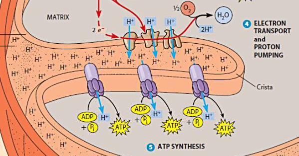Catabolic pathways yield energy by oxidizing organic fuels 9.1 The stages of cellular respiration: a preview.
