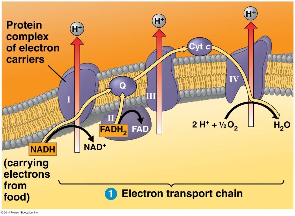 During oxidative phosphorylation, chemiosmosis couples electron transport to ATP synthesis 9.