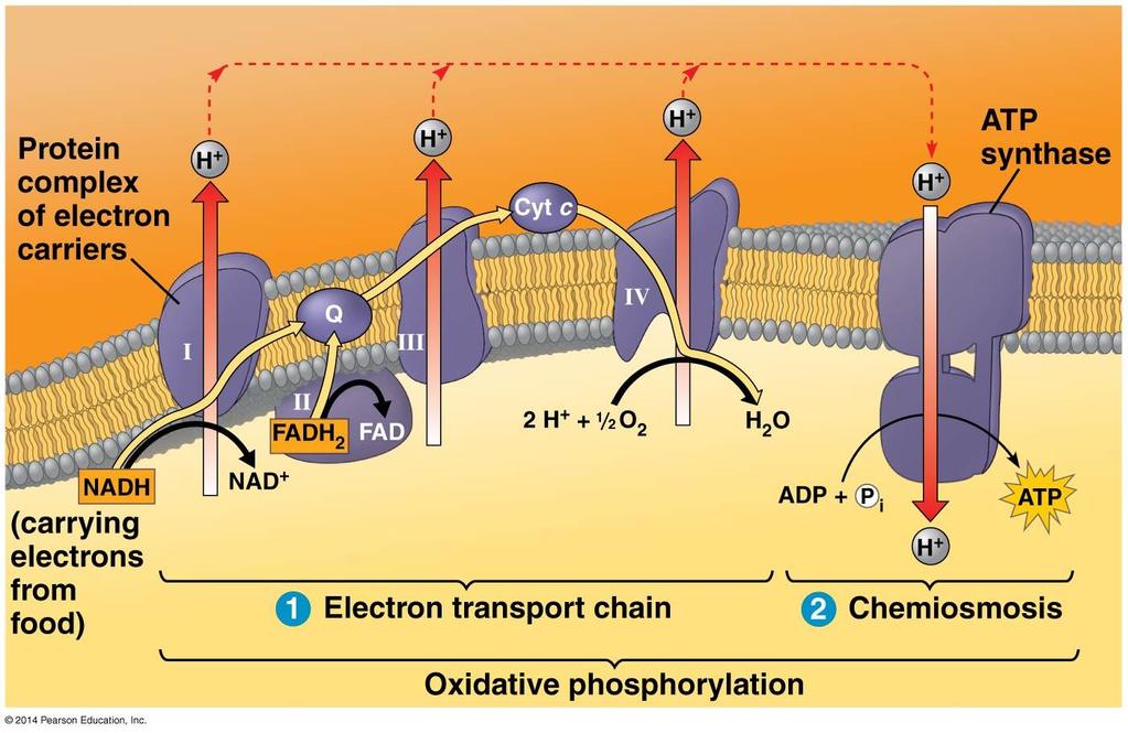 During oxidative phosphorylation, chemiosmosis couples electron transport to ATP synthesis 9.4 The inner mitochondrial membrane couples electron transport to ATP synthesis.