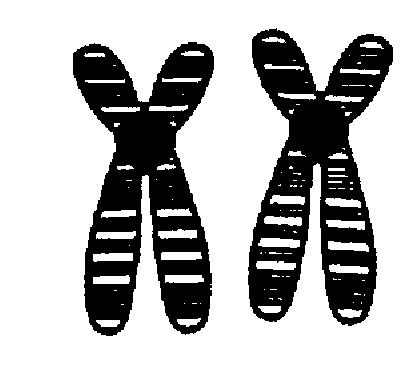Which diagram represents a pair of homologous chromosomes?