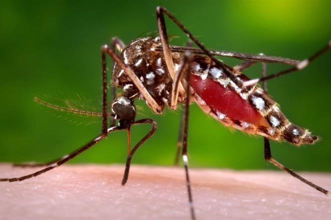 Zika virus Flavivirus