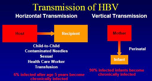 Transmission of HBV Infection! Concentration of HBV High: blood & wound exudate Moderate: semen, vaginal fluid, and saliva low: urine, feces, breast milk! HBV transmitted by: 1.