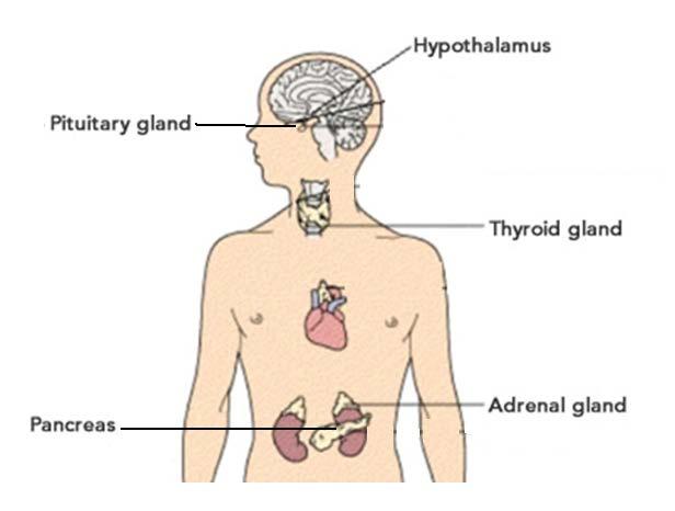 The Endocrine System Questions The word endocrine means internal secretion and the organs of this system are therefore glands of internal secretion.