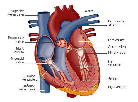 The human heart can create enough pressure that it could squirt blood at a distance of thirty feet.