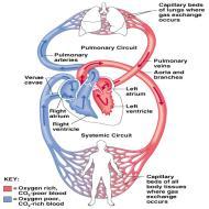 Circuit RA RV Pulmonary artery capillary beds of the alveoli Systemic Circuit capillary beds of the alveoli LA LV Aorta Body Functions to deliver oxygen and