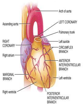 Coronary Arteries Branch off aorta above aortic semilunar valve Left coronary artery supplies
