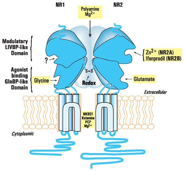 NMDA glutamate receptor Alcohol is an NMDA