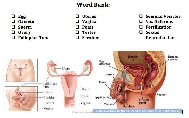 Matching Reproductive System Vocabulary Directions: Match the reproductive system vocabulary words from your Word Bank to the