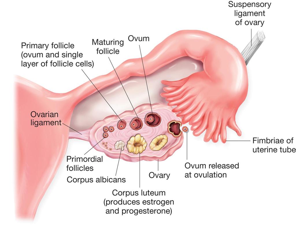 2. Note Taking In the female reproductive system,