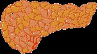 Pancreas Alpha cell