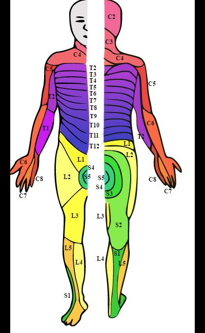 Pic Skin regions with respect to the routing of their afferent nerves through the spinal cord. Pic A sensory and motor impairments following SCI. Sources Spinal cord injury (https://en.wikipedia.