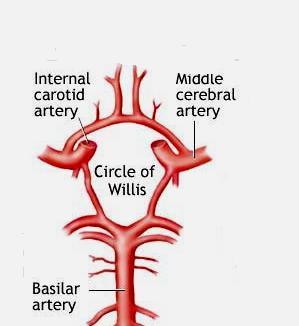 Circulus Arteriosus (Circle of Willis) It is found around the interpeduncular fossa & is formed by the following arteries: - Right &