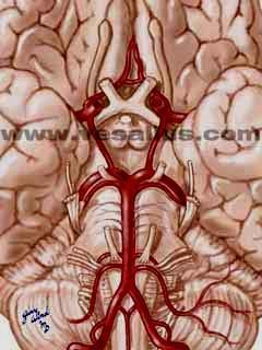 - Right & left posterior cerebral arteries.