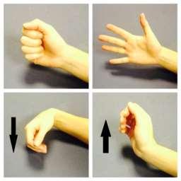 Finger and wrist flexion and extension Open and close your hand as shown 10-15 times. Then move your wrist up and down 10-15 times.