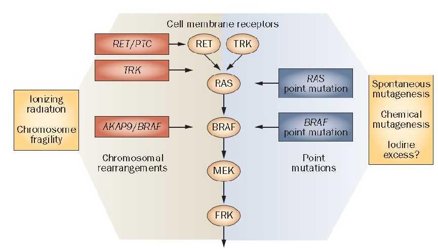 MAPK pathway Cell proliferation, growth, survival Image from Nikiforov &