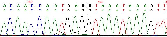 Sanger sequencing FGFR2 Exon17 KIAA1598