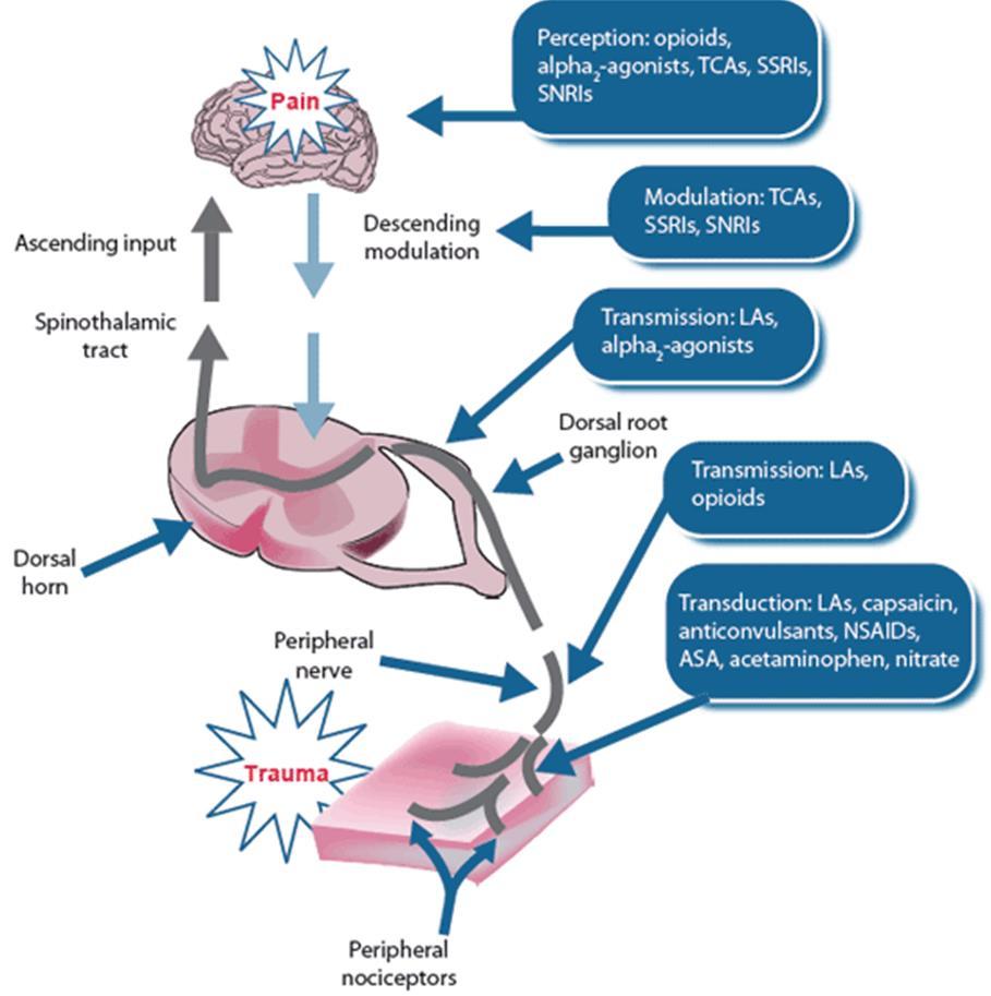 Location of δ-opioid receptors (DOR) in pain pathway Perception of pain; control of emotion Modulation of pain signals Transmission of