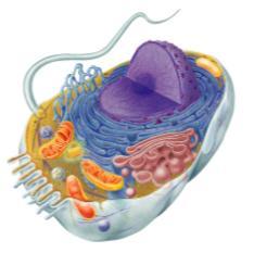 The Cell: Endomembrane System Endoplasmic Reticulum,,