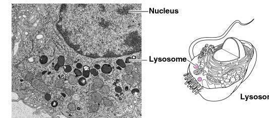 13 14 Lysosomes membrane-bounded sac of hydrolytic enzymes that digests