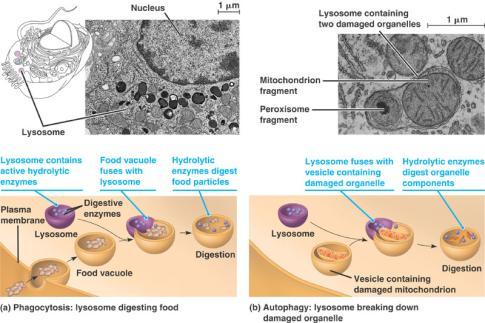 digestion Lysosomes fuse with food vacuoles Polymers are digested into monomers pass